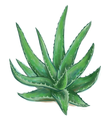 Aloe en Proctonic